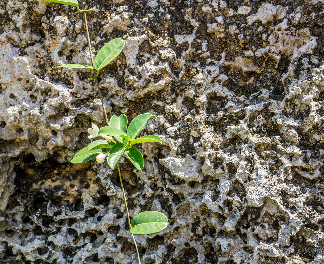 oolite coral castle homestead free photo