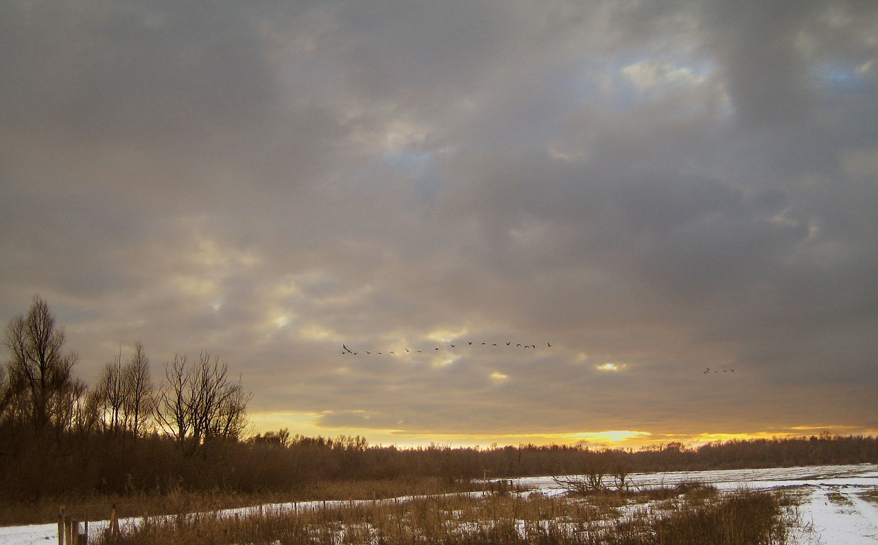 oostvaardersplassen nature setting sun free photo