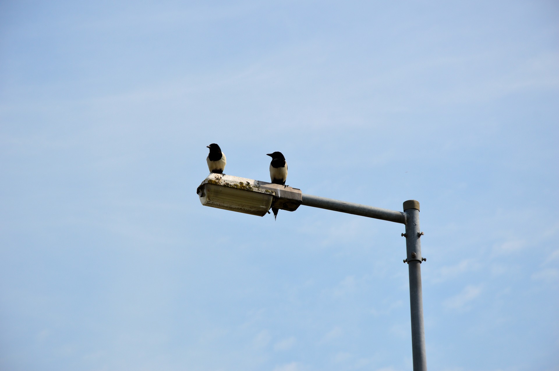 birds looking lamppost on the lookout free photo