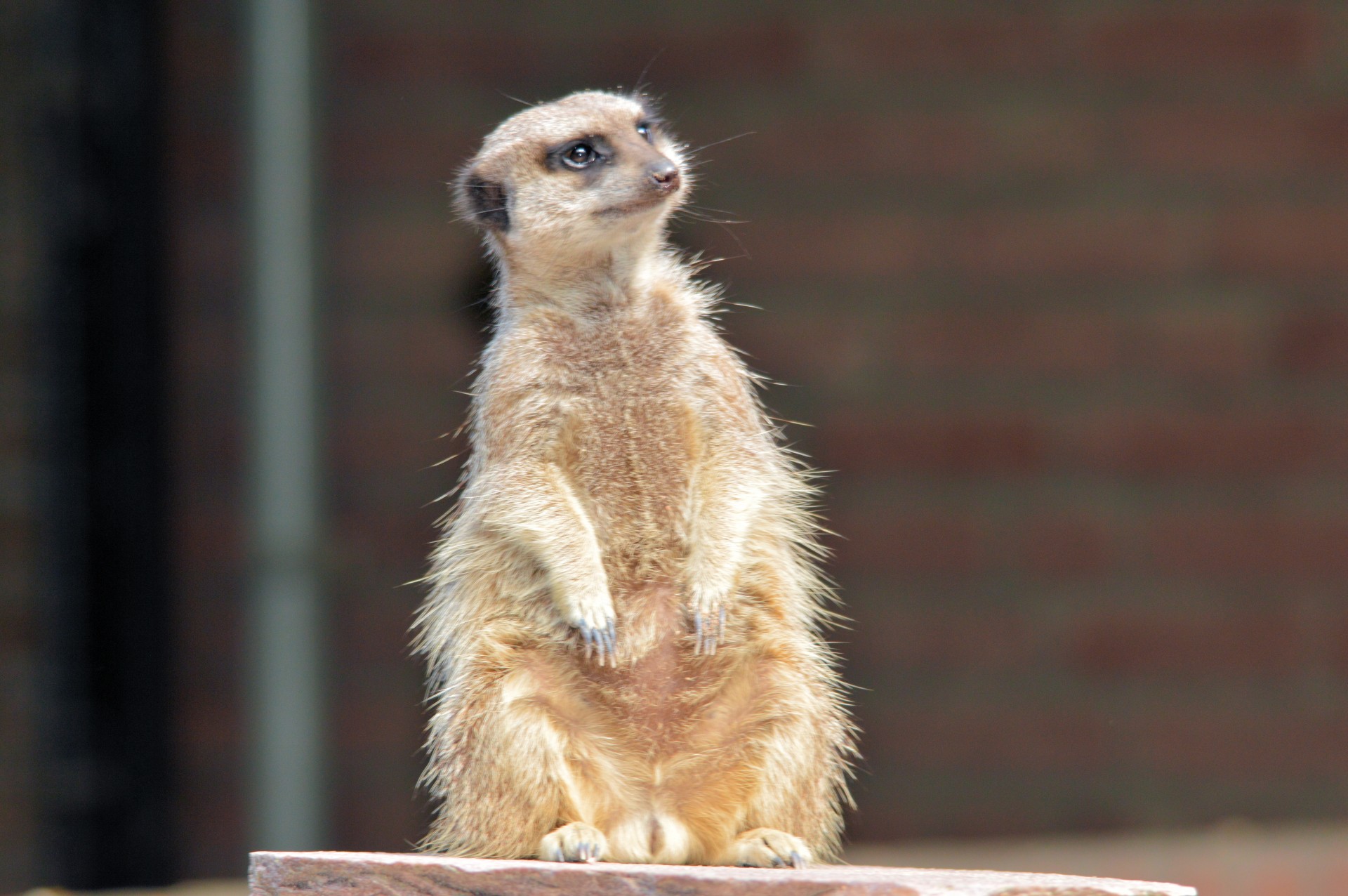 meerkat lookout careful free photo