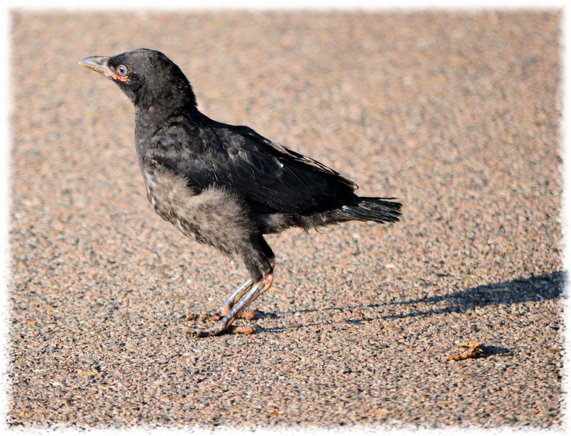 crow bird animal free photo