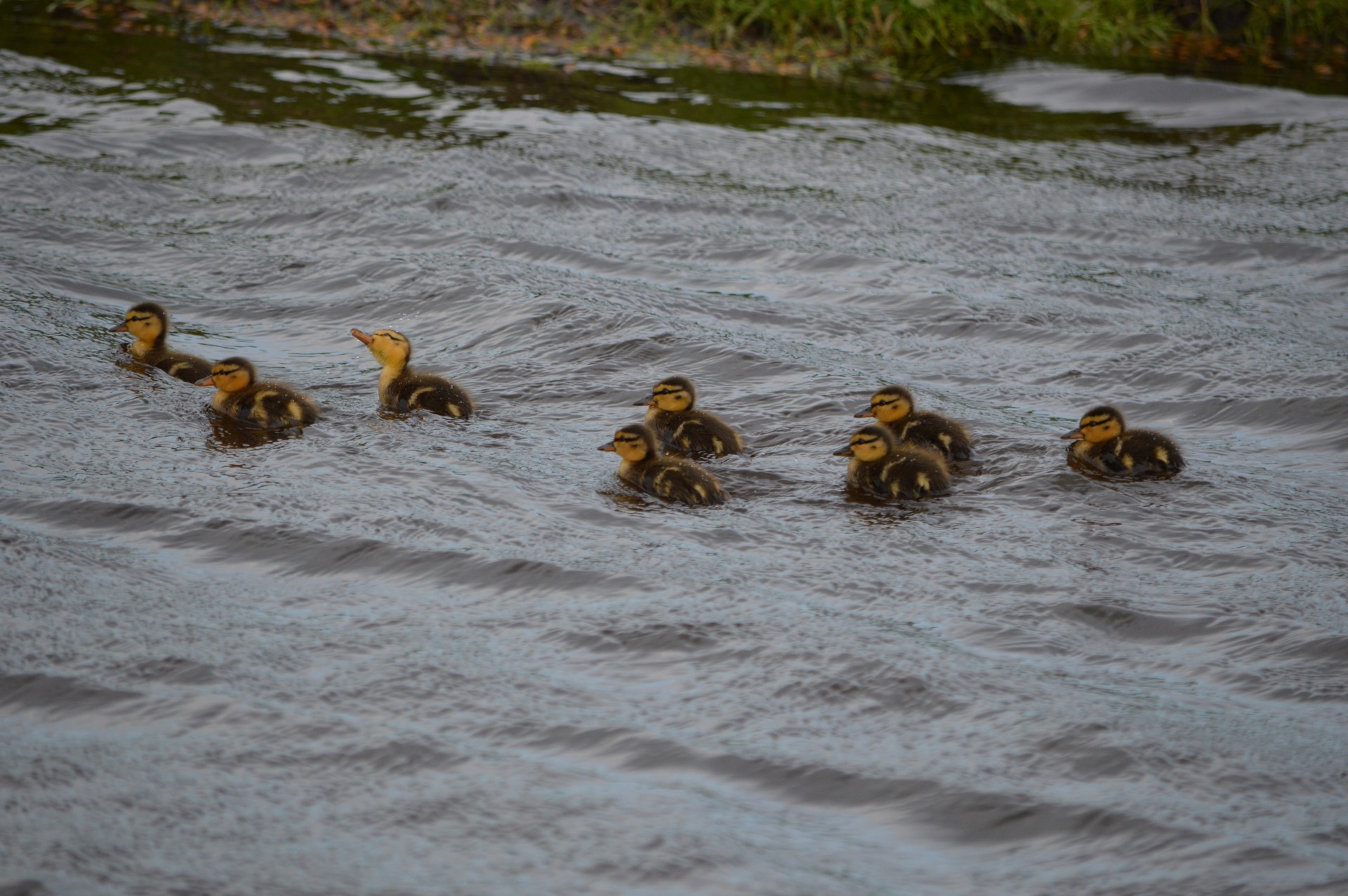 pull parties ducklings duck free photo