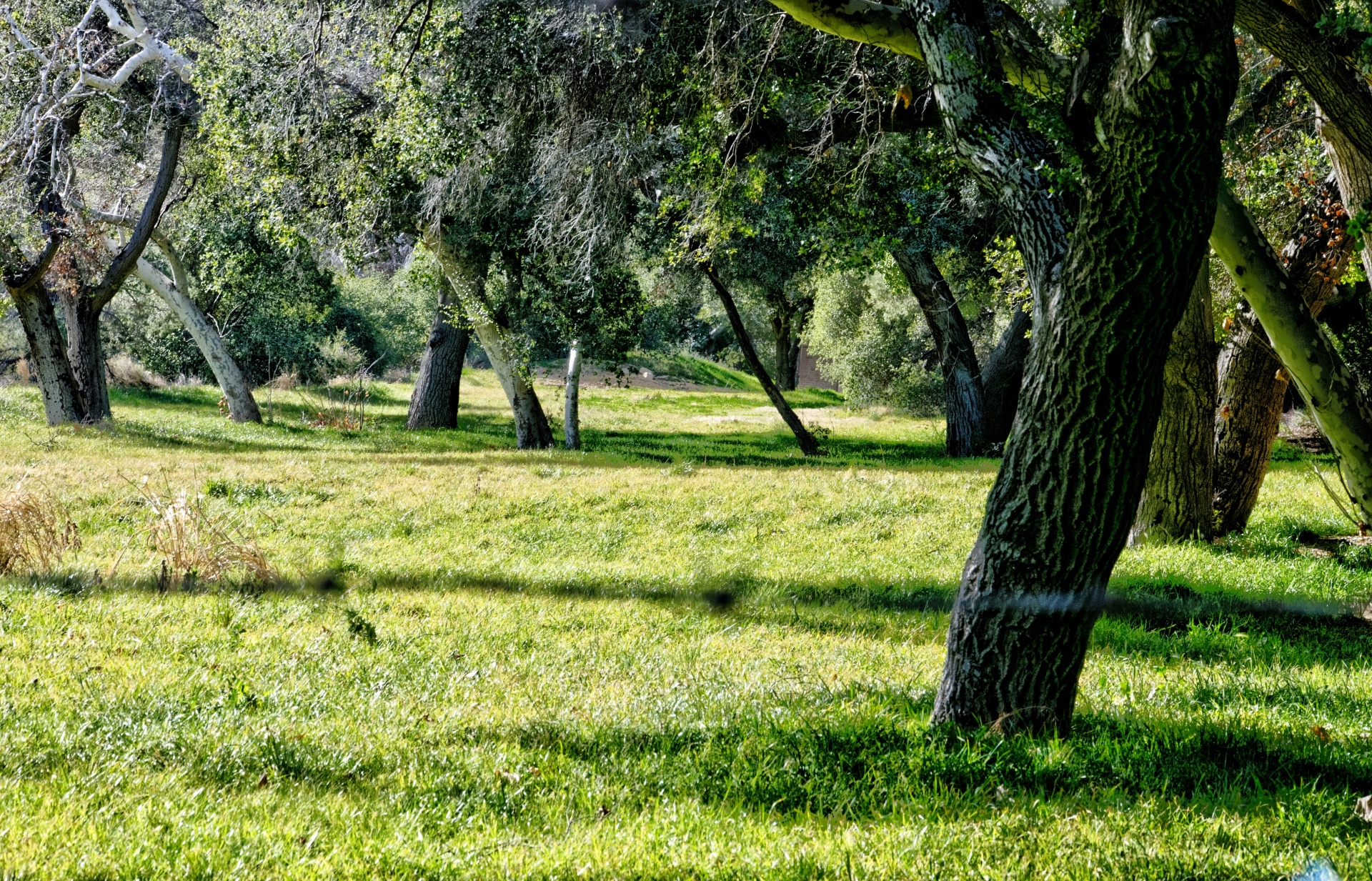meadow meadows grass free photo