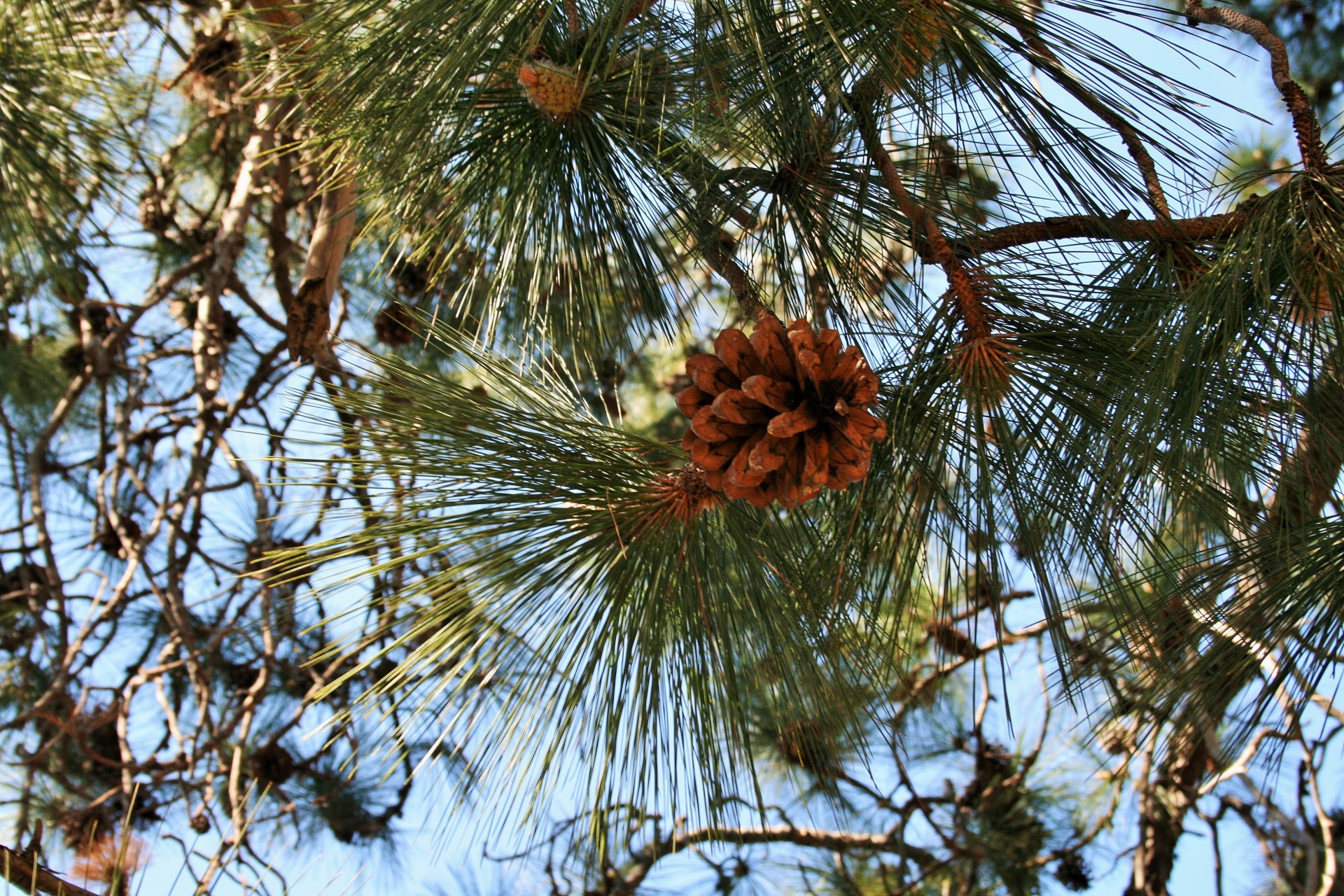 tree pine cone free photo