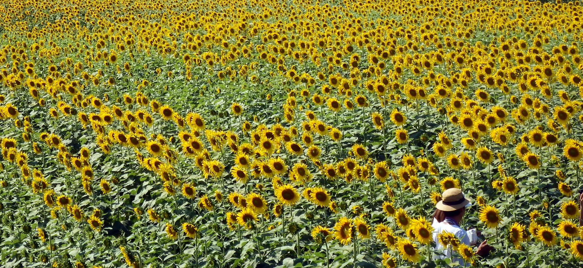 sunflower sunflowers field free photo