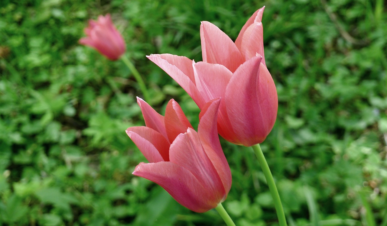 open tulips pink tulips garde free photo