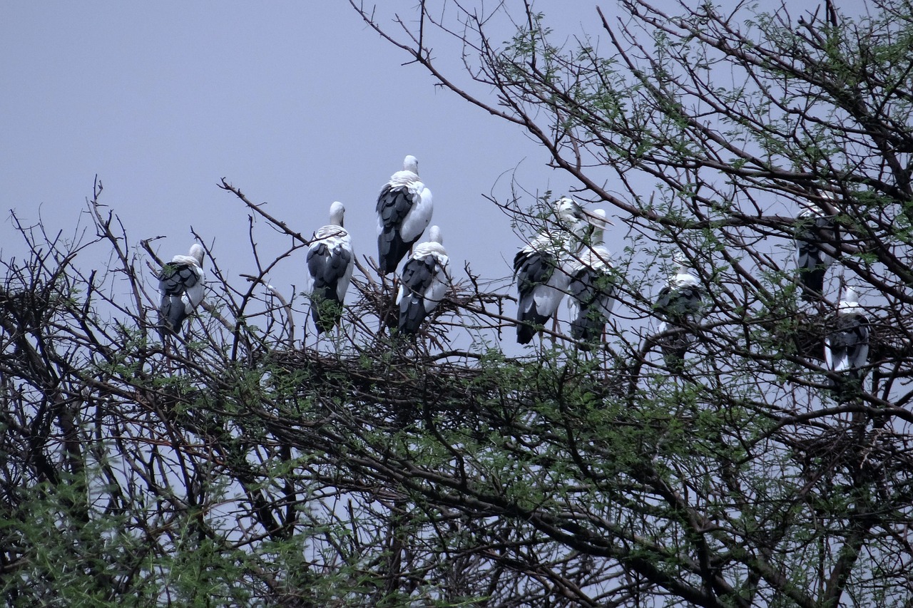 openbill stork asian openbill heronry free photo