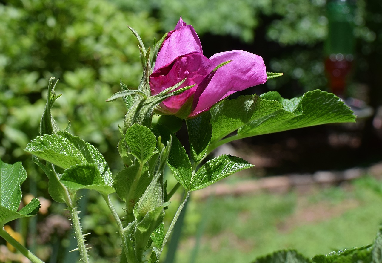 opening rose buds rugosa rose free photo