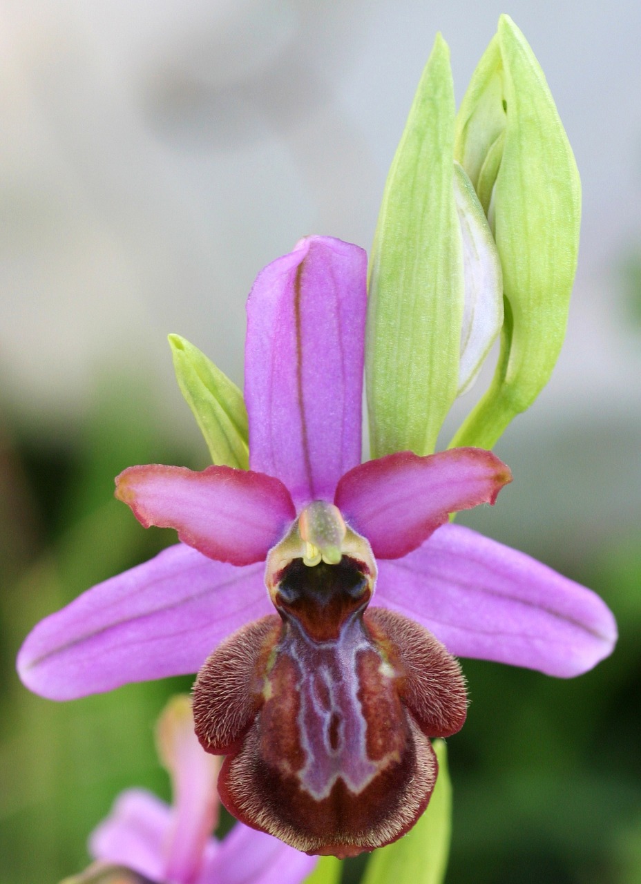 orchid ophrys aveyron free photo