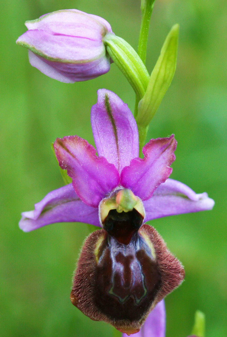 ophrys flowers aveyron free photo