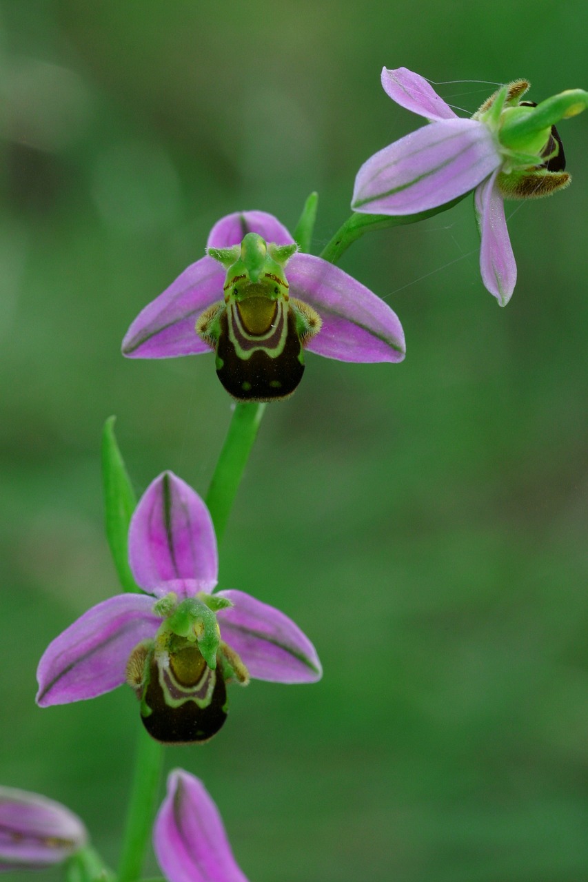 ophrys bee flower free photo
