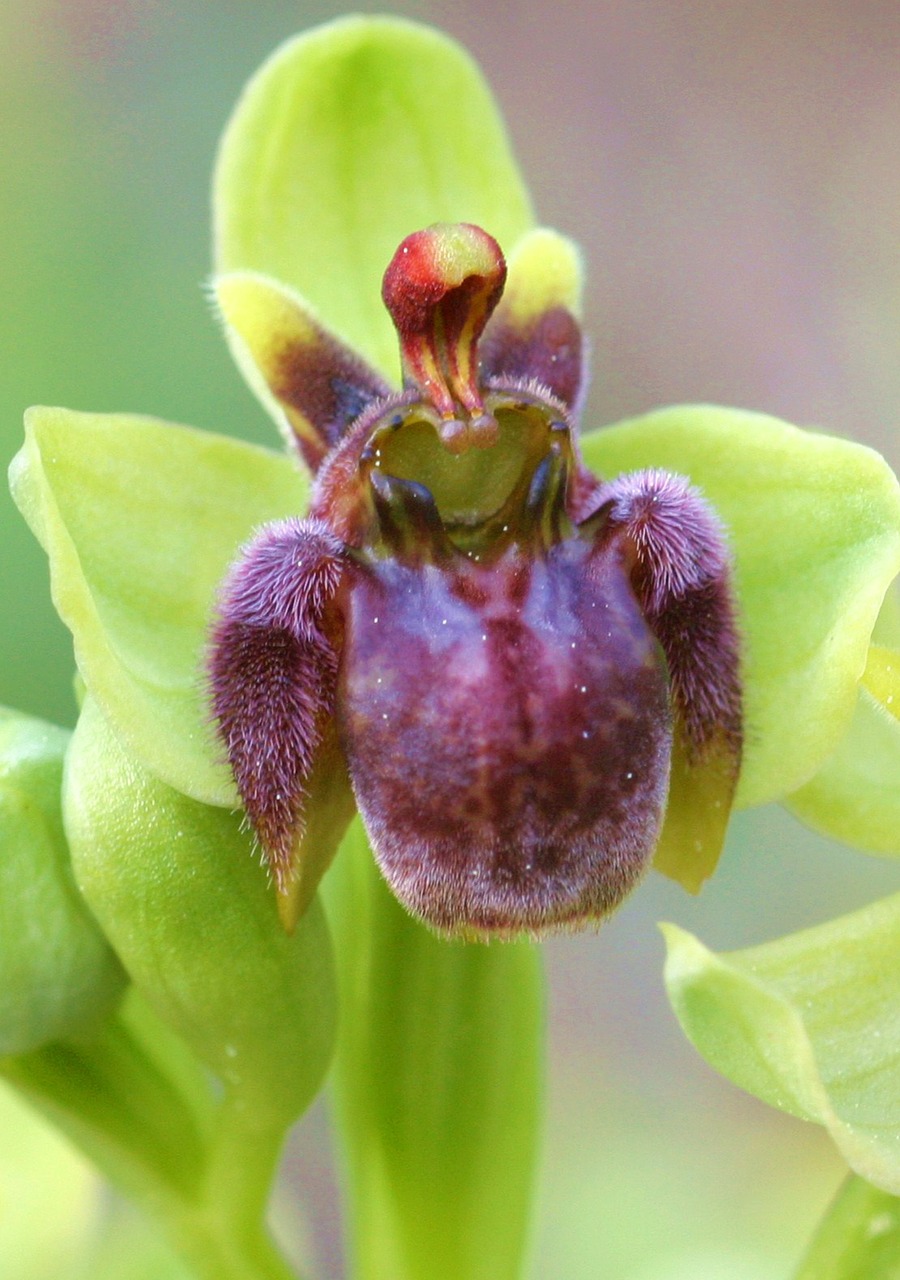 ophrys bombiliflora flower free photo