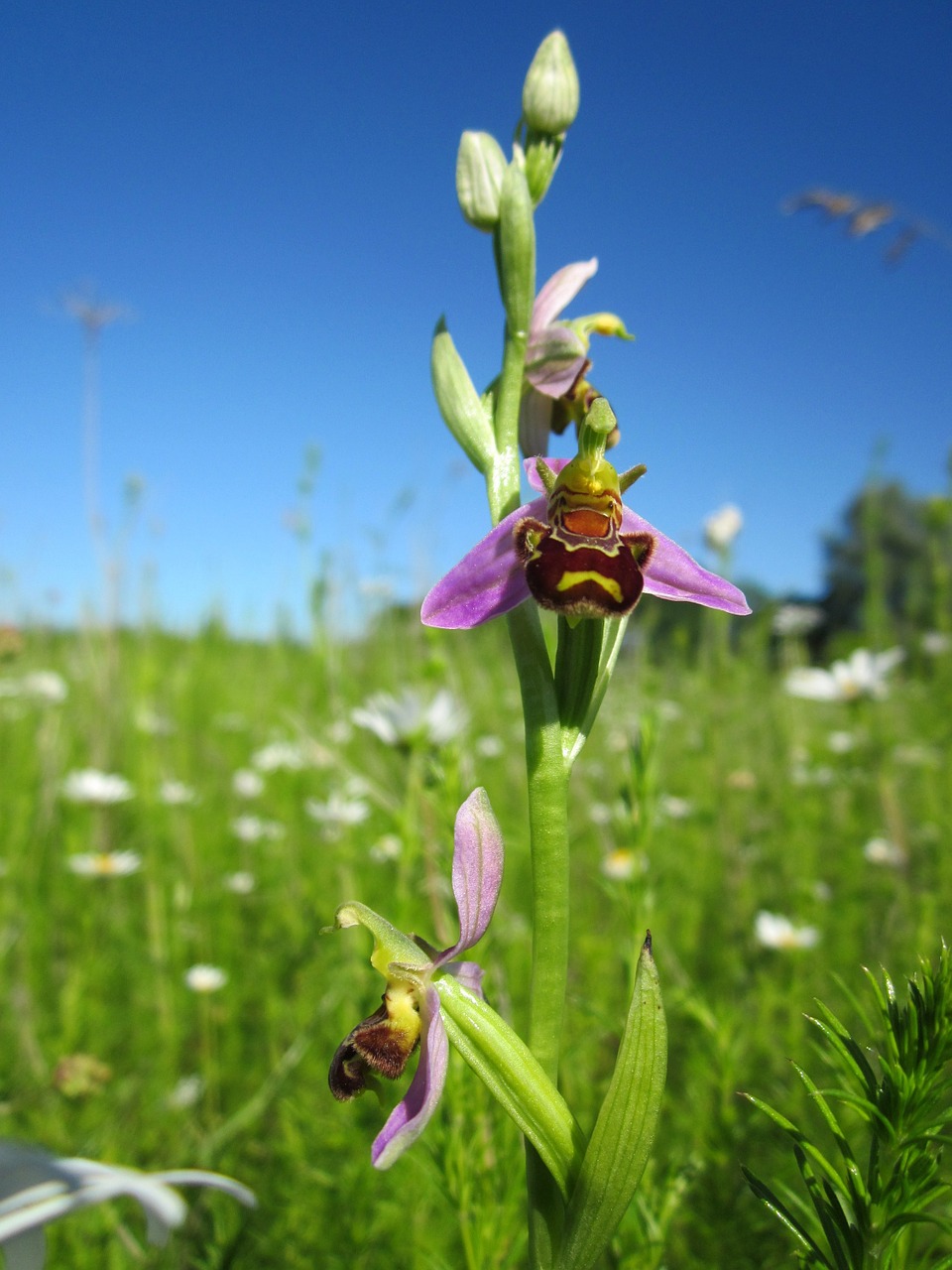 ophrys apifera bee orchid ophrys free photo