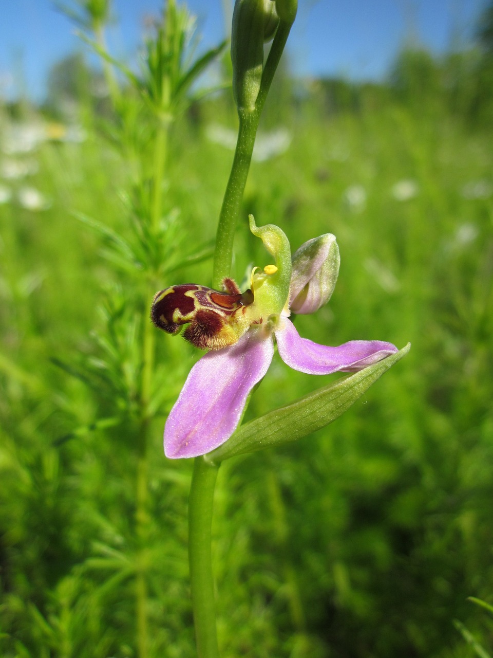 ophrys apifera bee orchid ophrys free photo