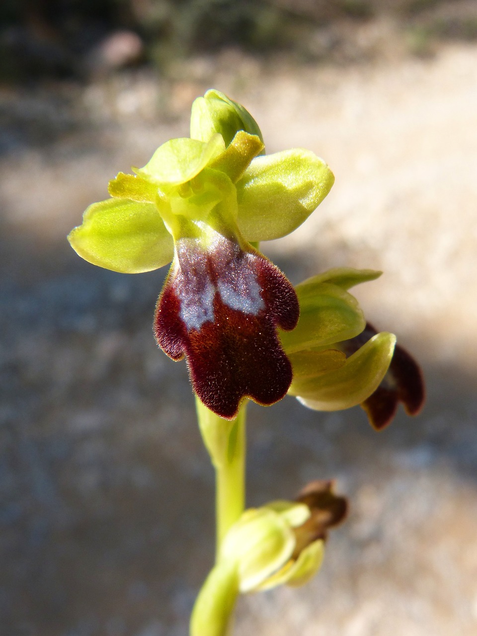 ophrys fusca orchid apiary free photo