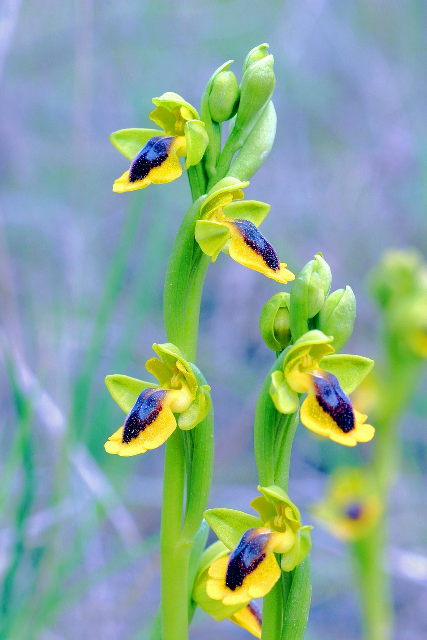 ophrys lutea orchid clape free photo