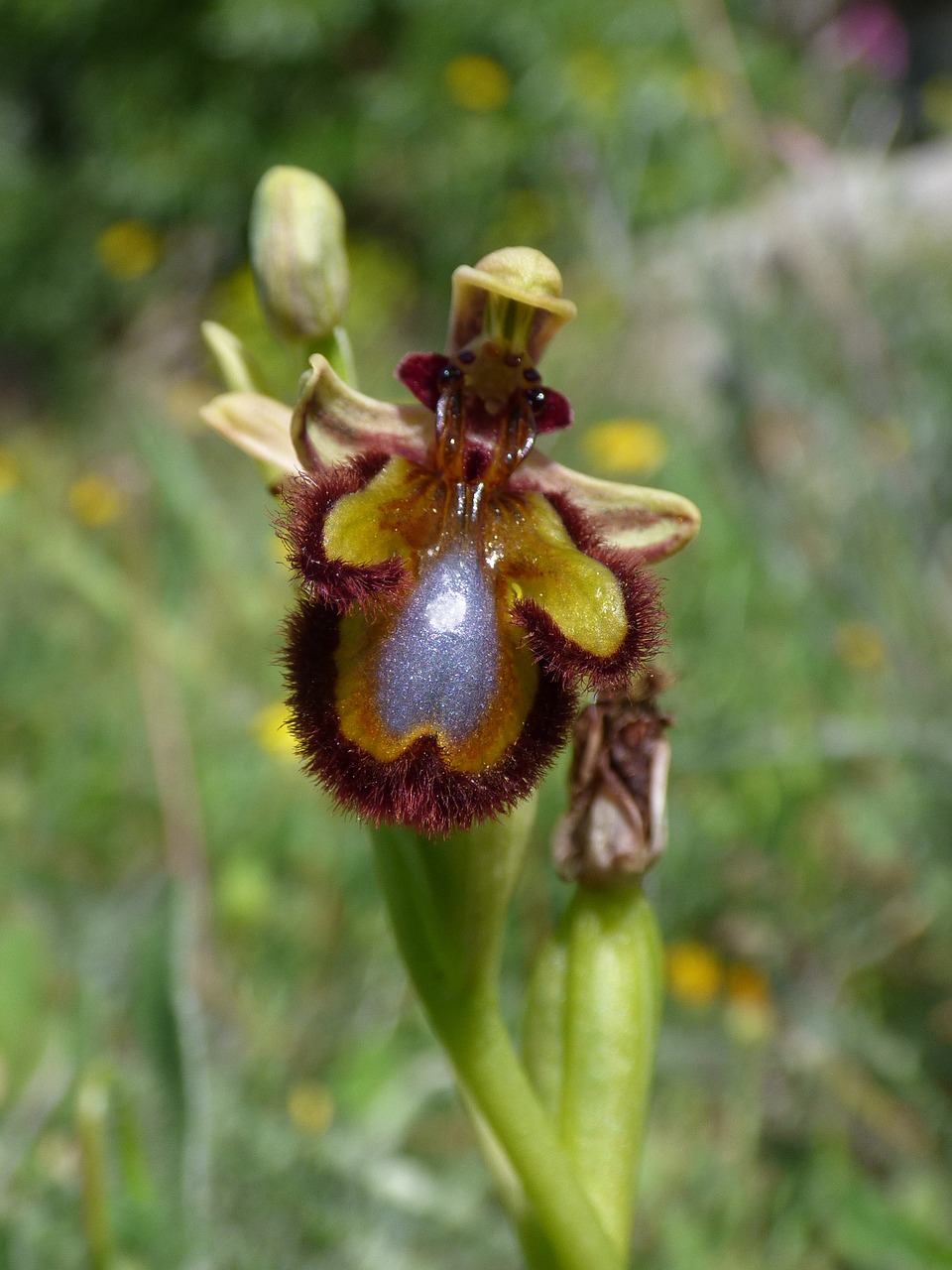 ophrys speculum apiary abellera free photo