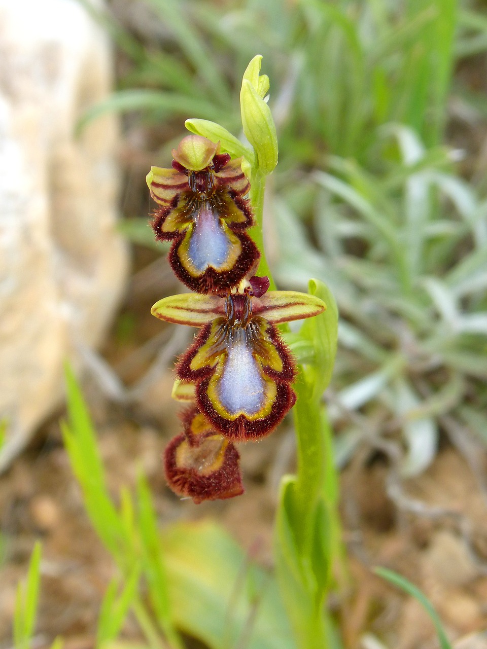 ophrys speculum  apiary  abellera free photo