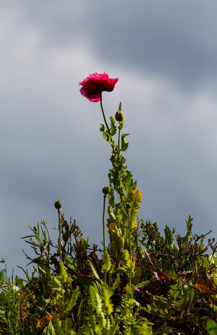 opium poppy  purple poppy  purple flower free photo