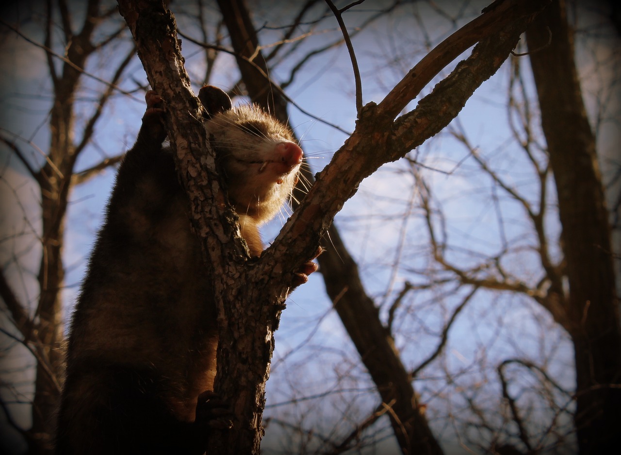 opossum animal wild free photo