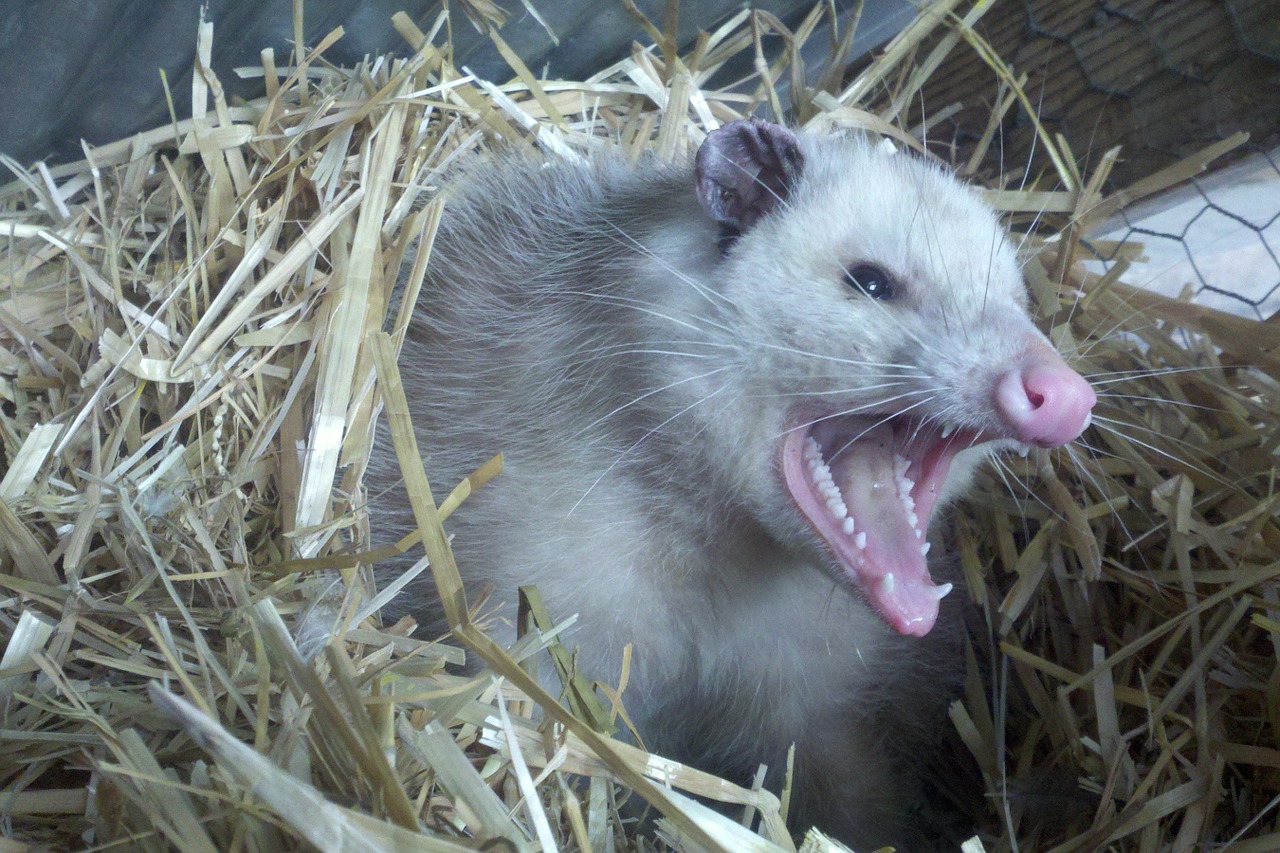 opossum possum teeth free photo