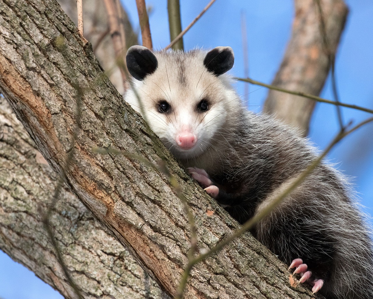 opossum  possum  wildlife free photo