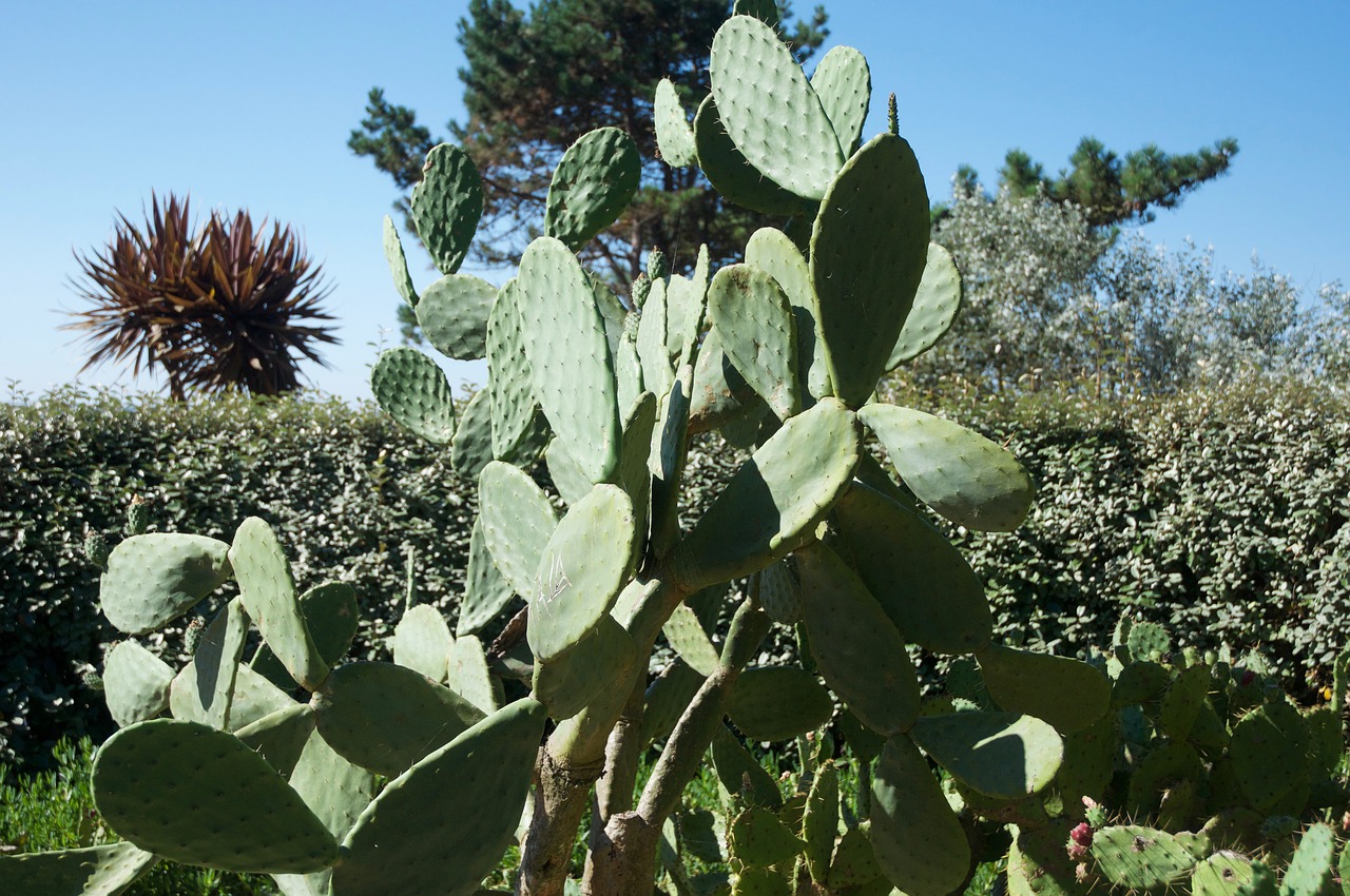 opuntia prickly pear succulent free photo