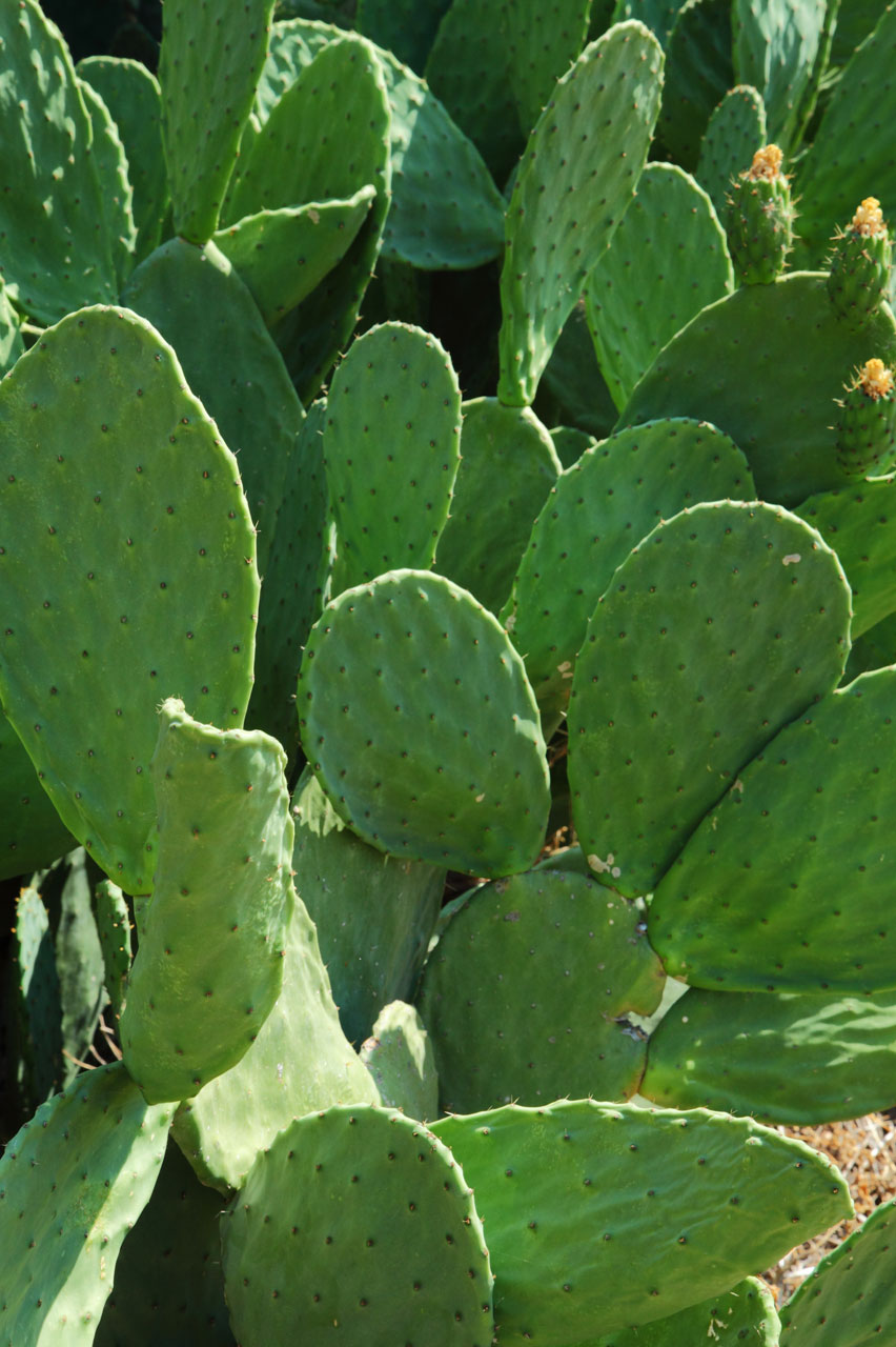cactus desert edible free photo