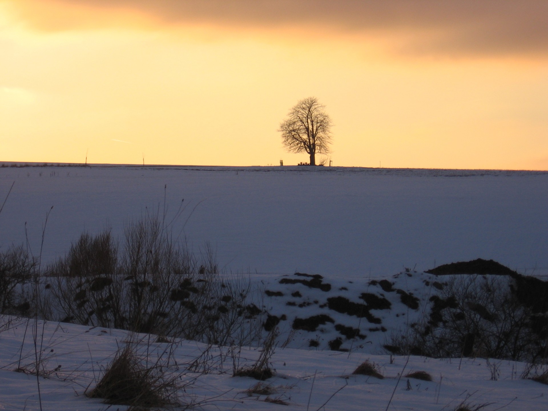 tree winter abandoned tree free photo