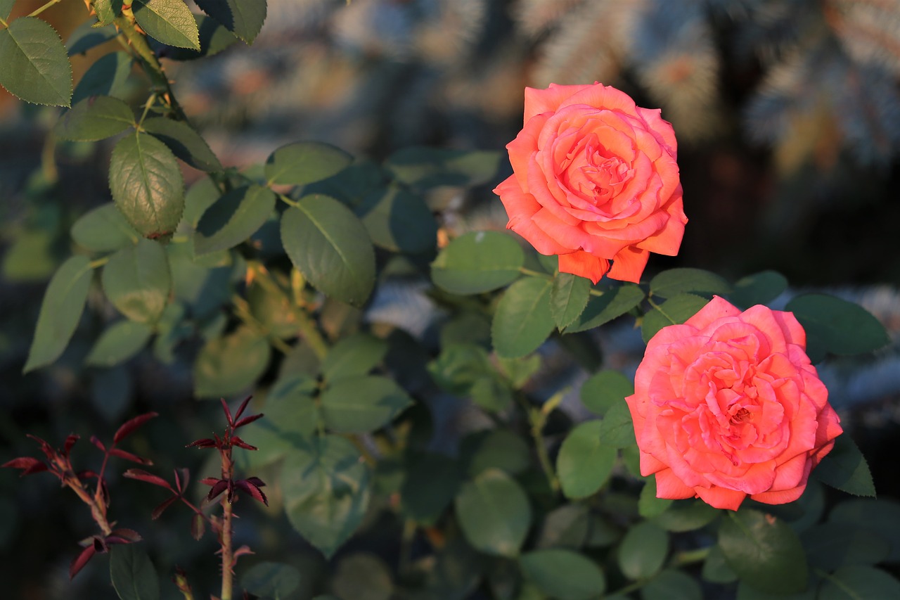 oramge roses  flower  plant free photo