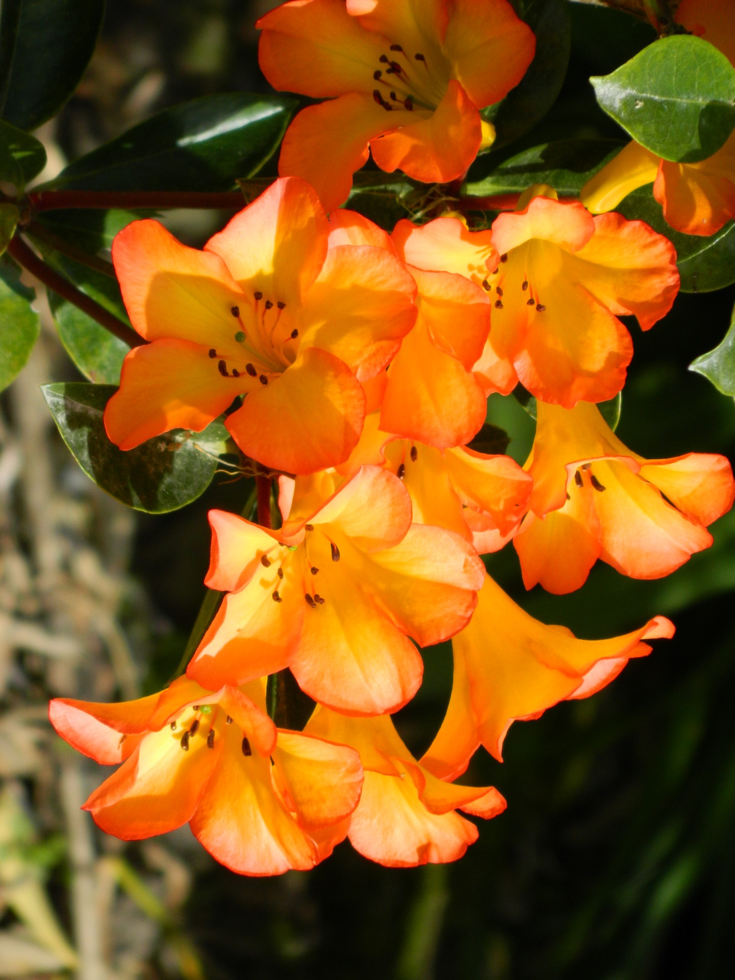 flowers orange flowers plant free photo