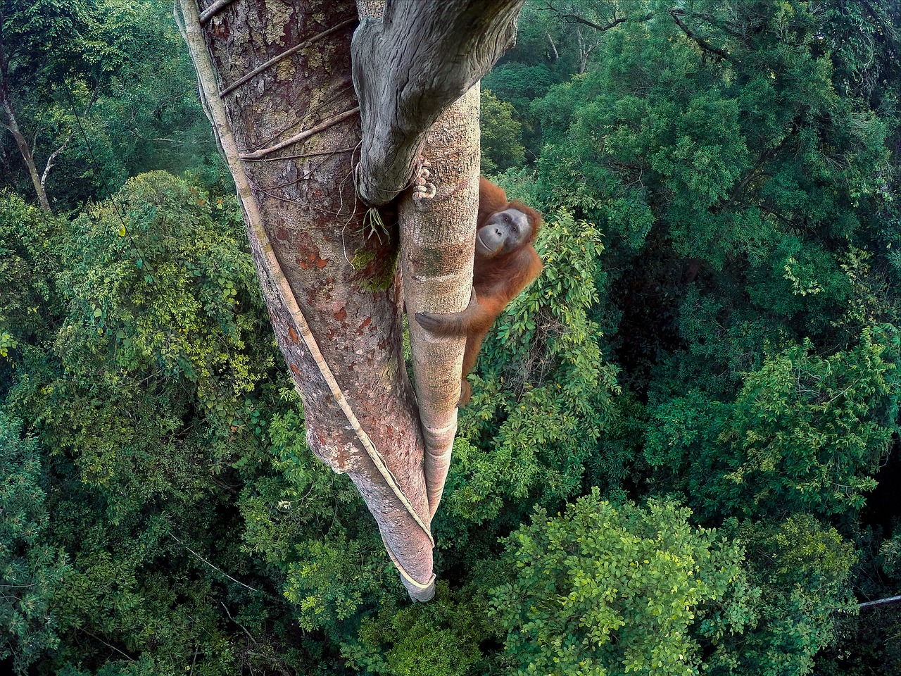 orang hutan national geographic winner free photo