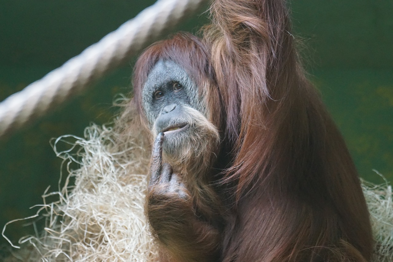 orang utan monkey ape free photo