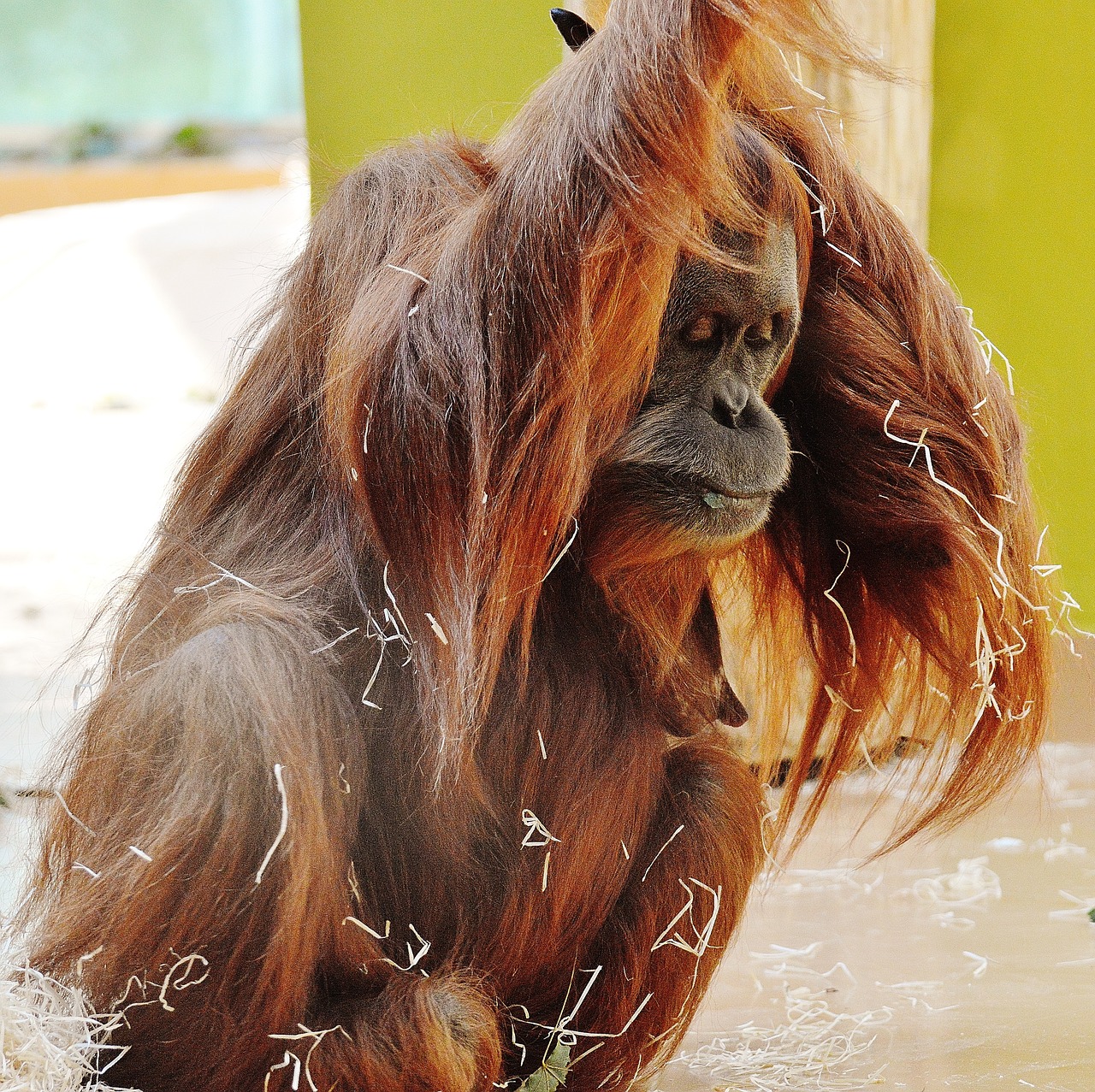 orang utan monkey cute free photo