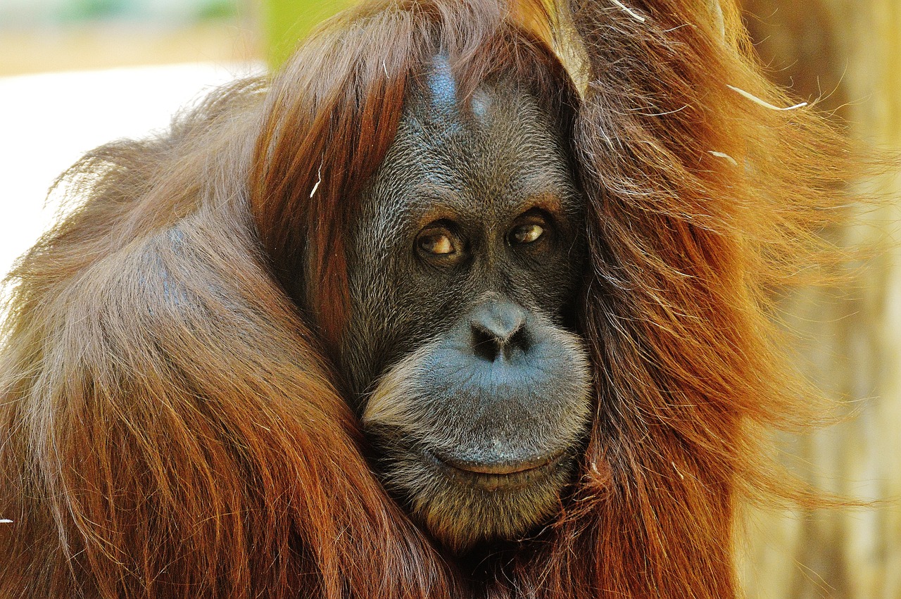 orang utan monkey cute free photo