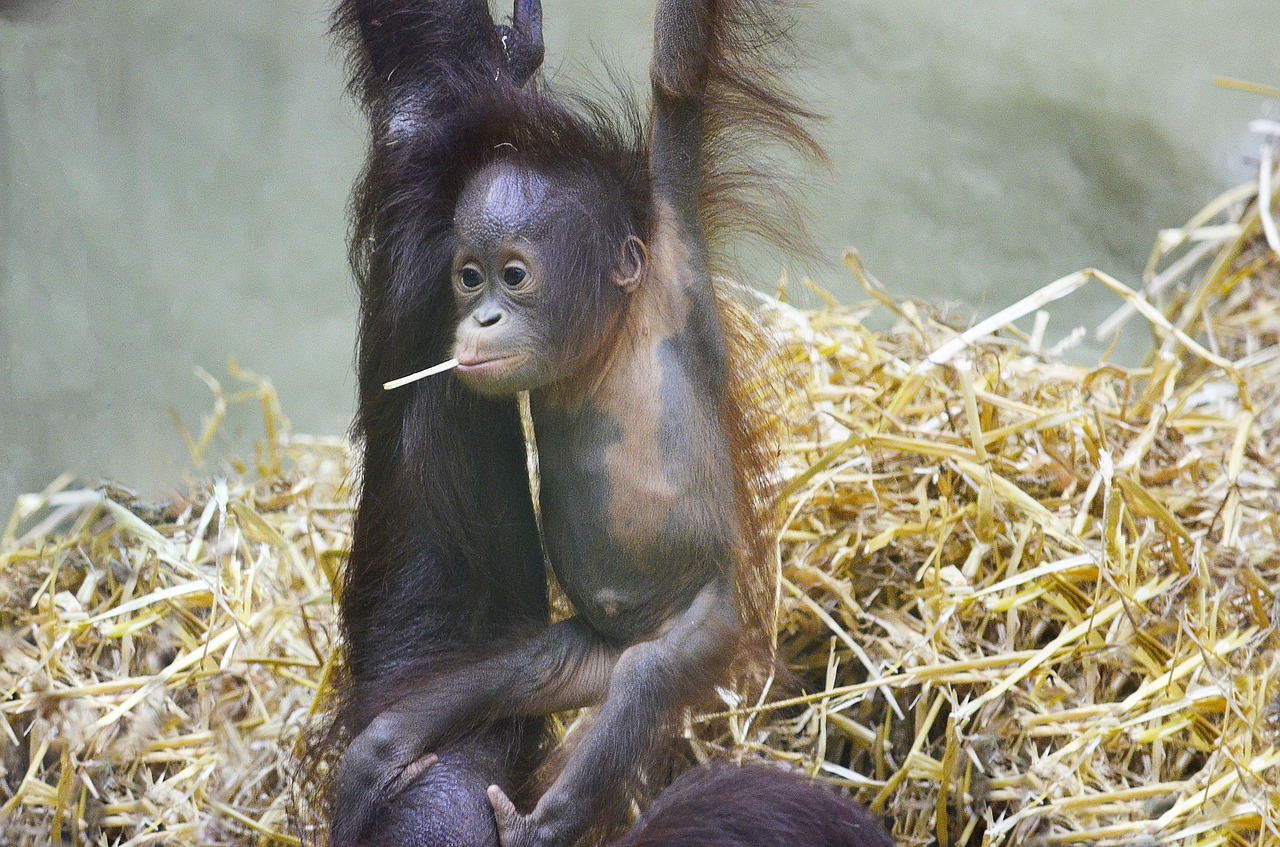 orang utan monkey baby orangutan baby free photo