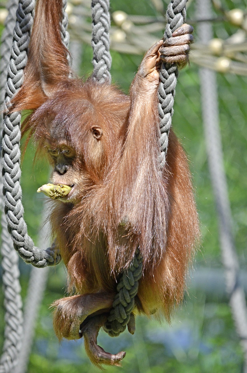 orang utan monkey ape free photo