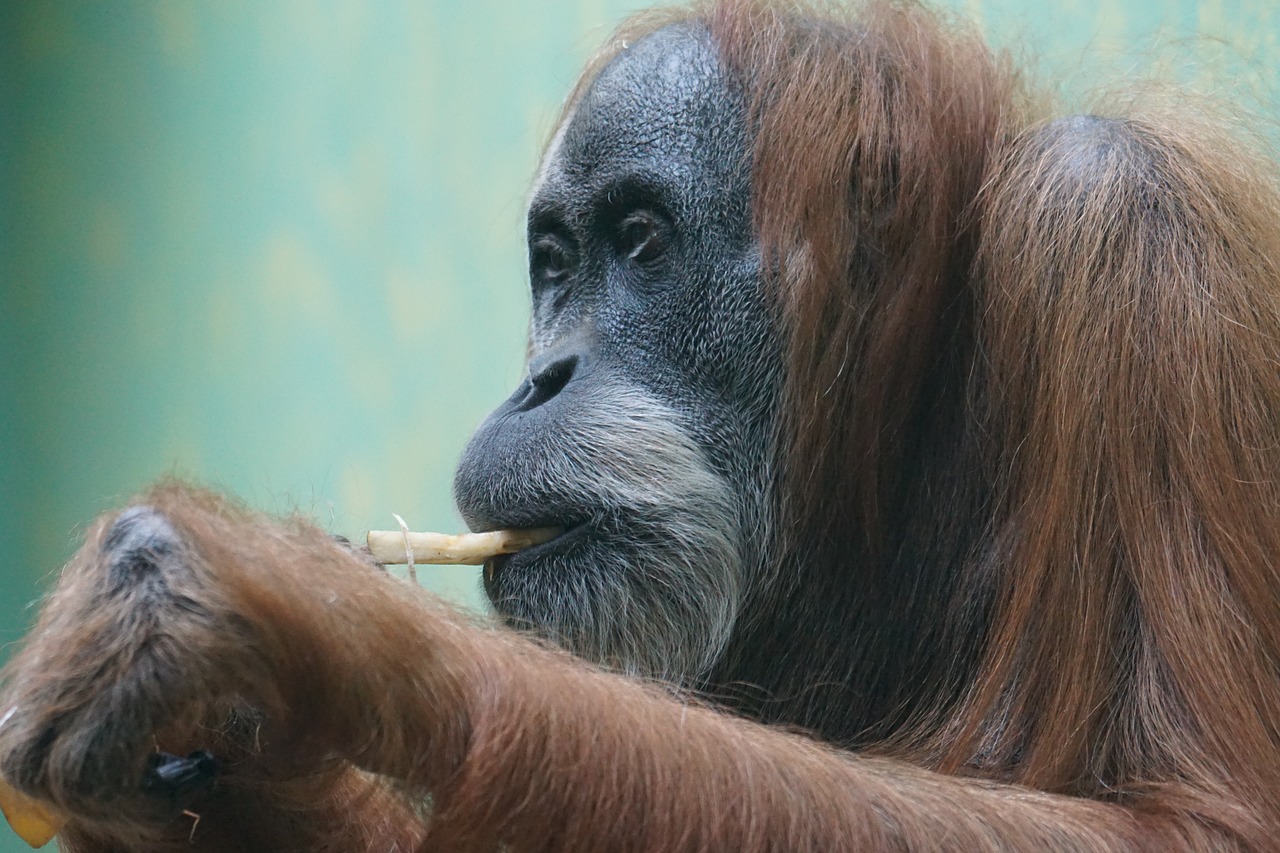 orang-utan primate monkey free photo