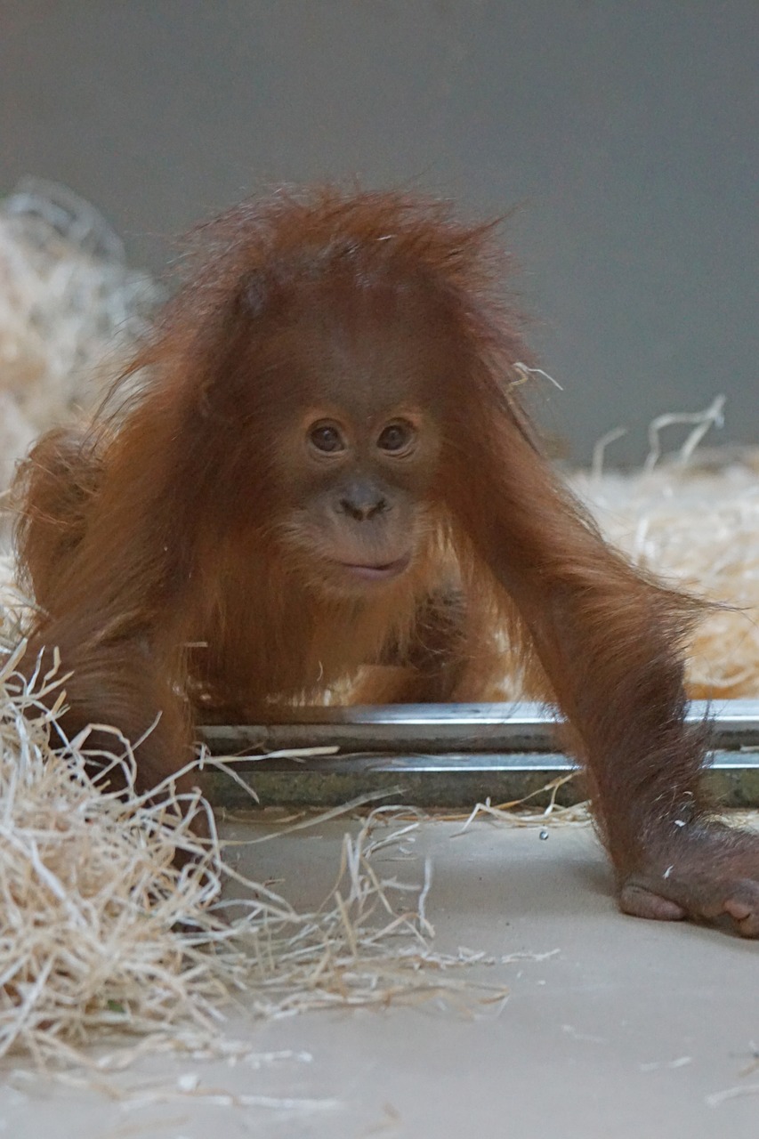 orang-utan primate monkey free photo