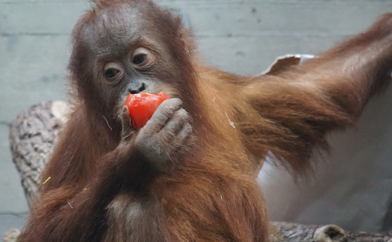 orang-utan primate monkey free photo