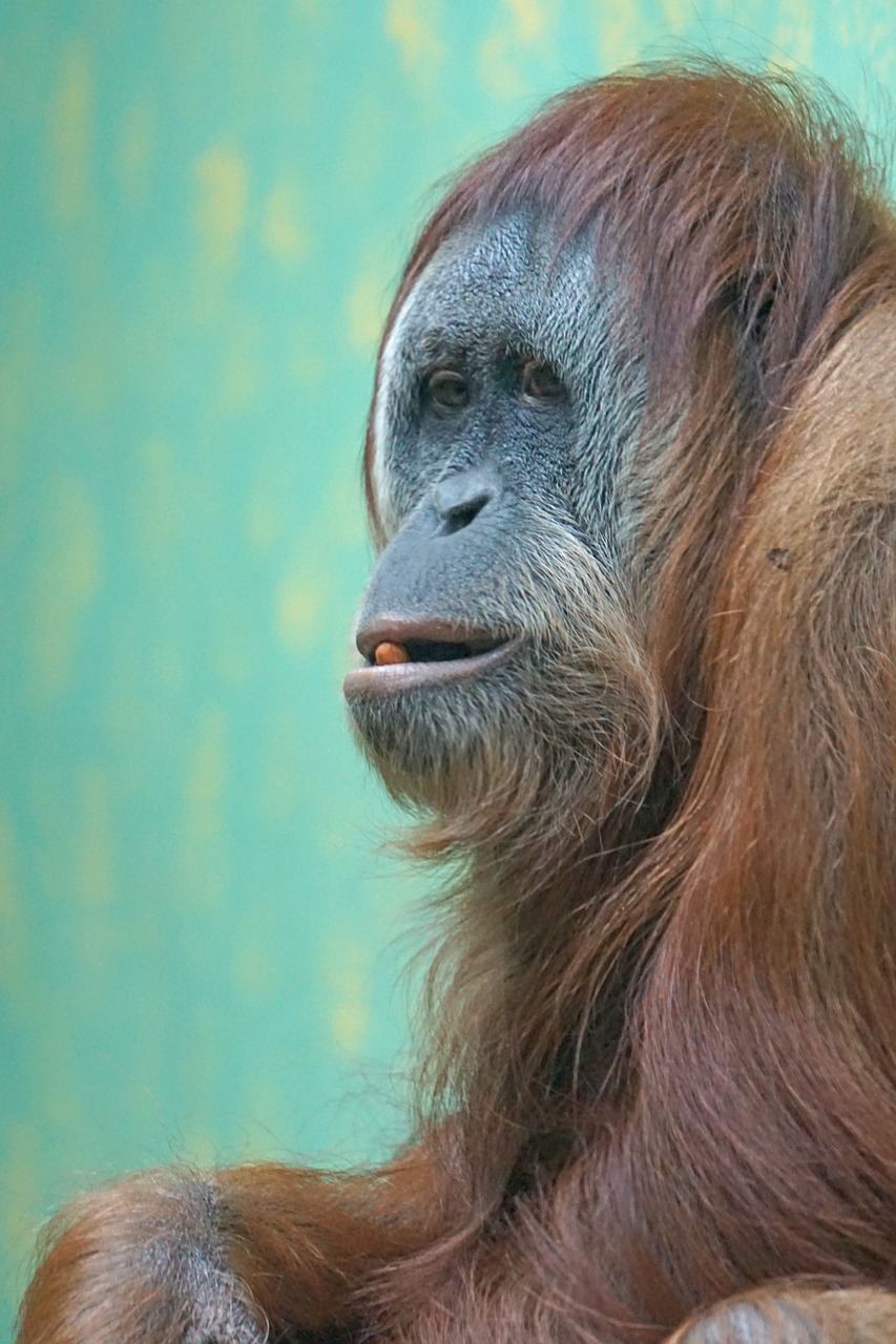 orang-utan old world monkey ape free photo