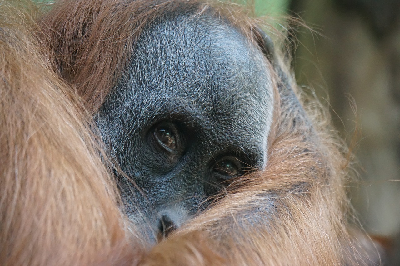 orang utan primate ape free photo