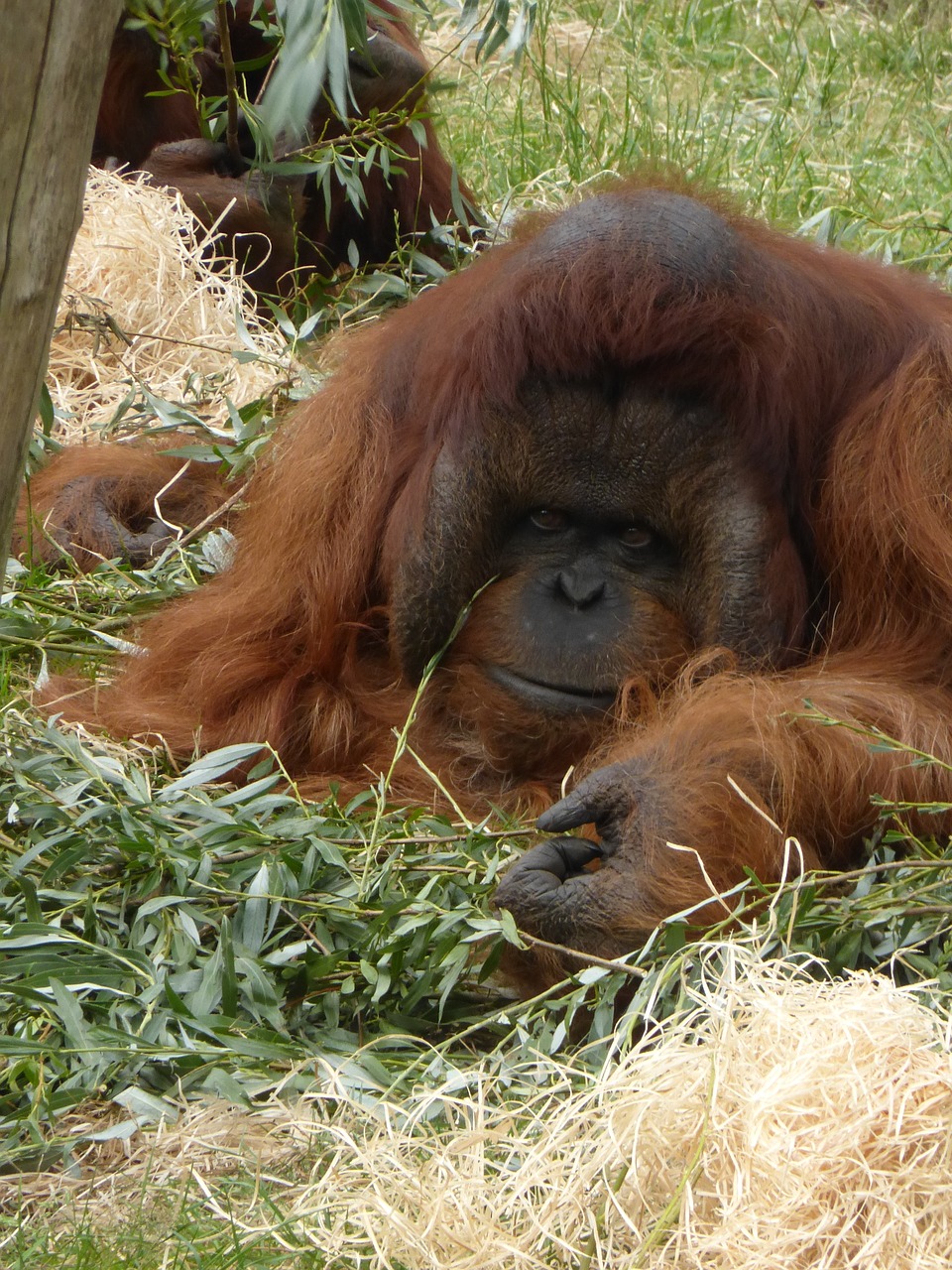 orang-utan mensenaap apenheul free photo