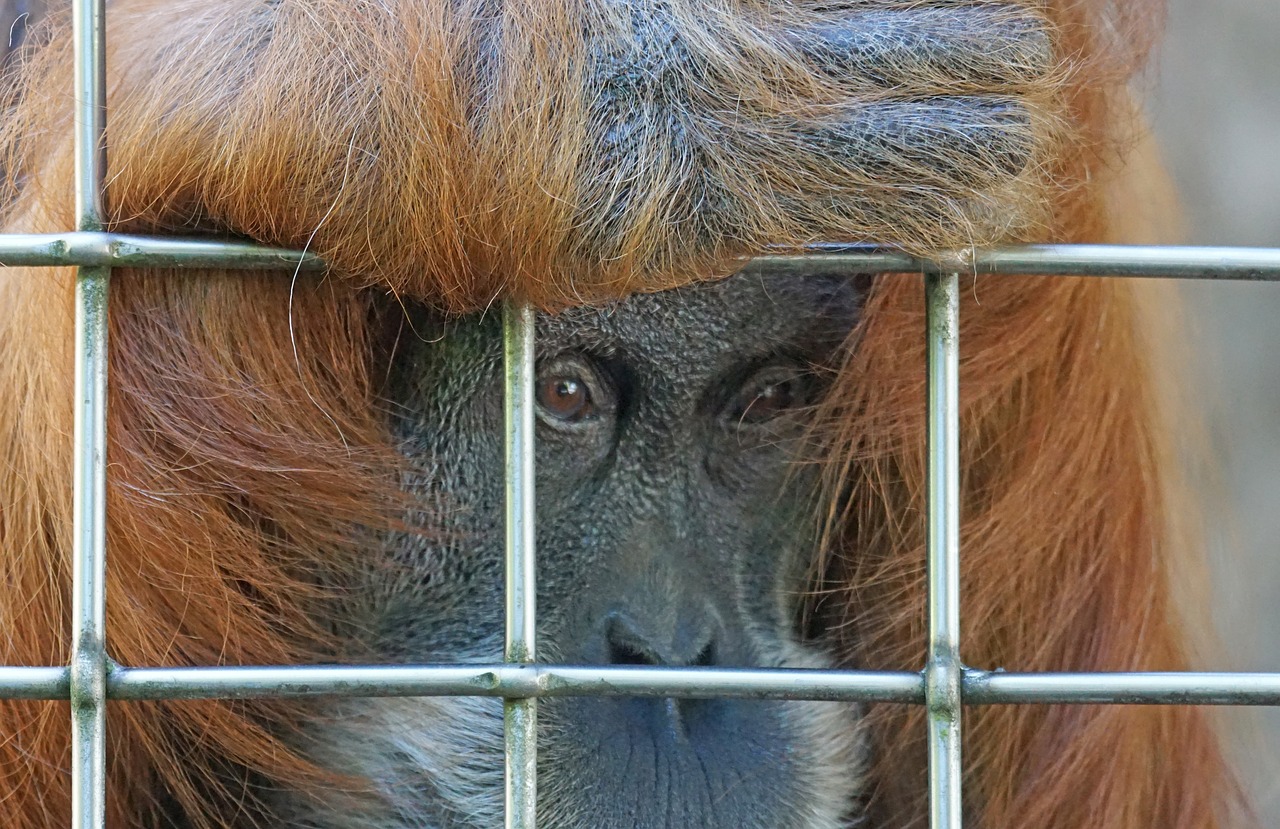 orang utan ape primate free photo