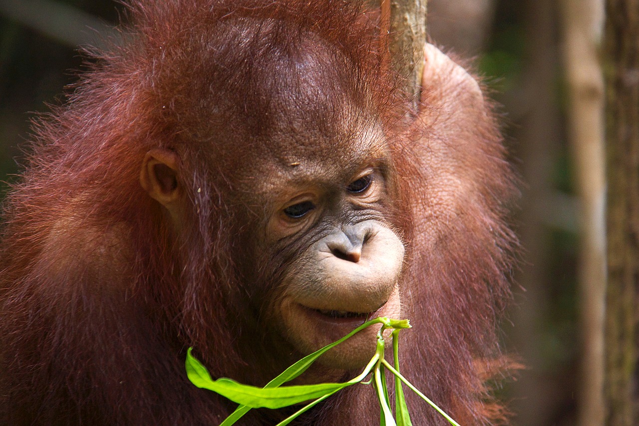 orang-utan wild borneo free photo