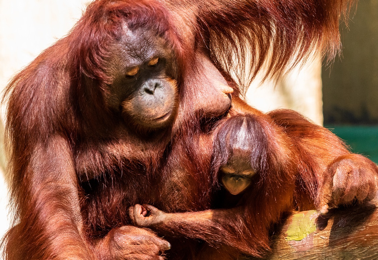 orang utan  monkey  primate free photo