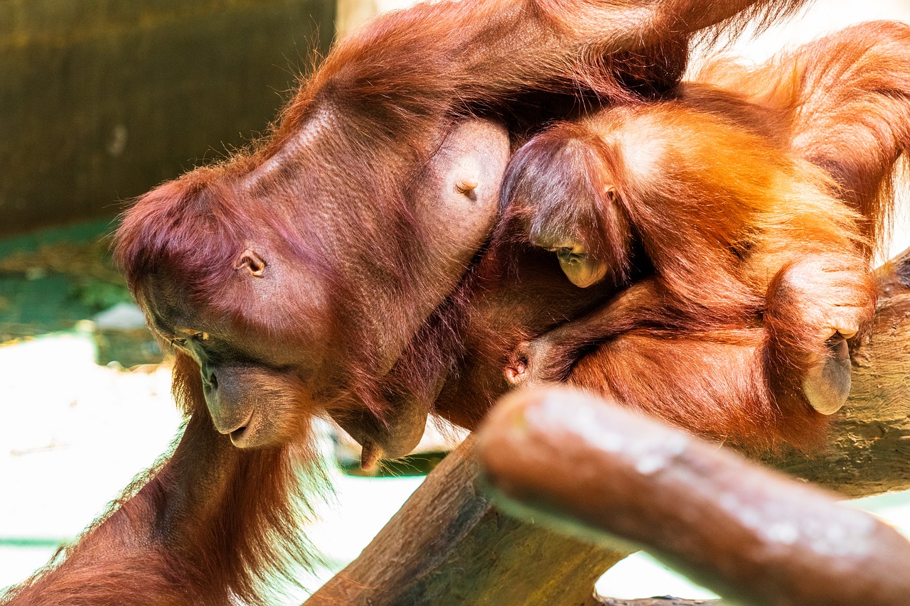 orang utan  monkey  primate free photo