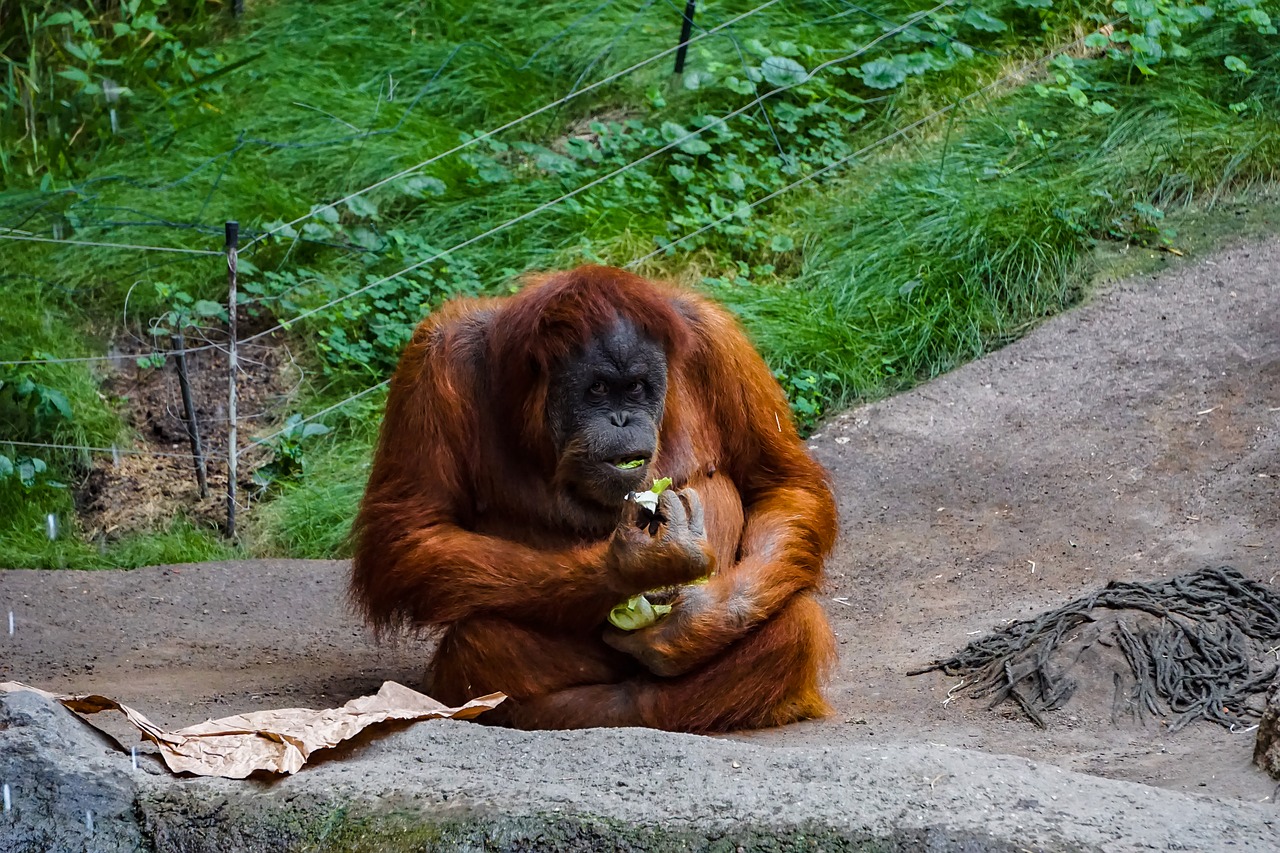 orang utan  monkey  primate free photo