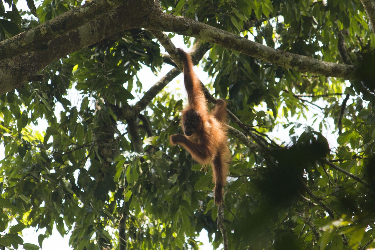 orang utan  sumatra  bukit lawang free photo