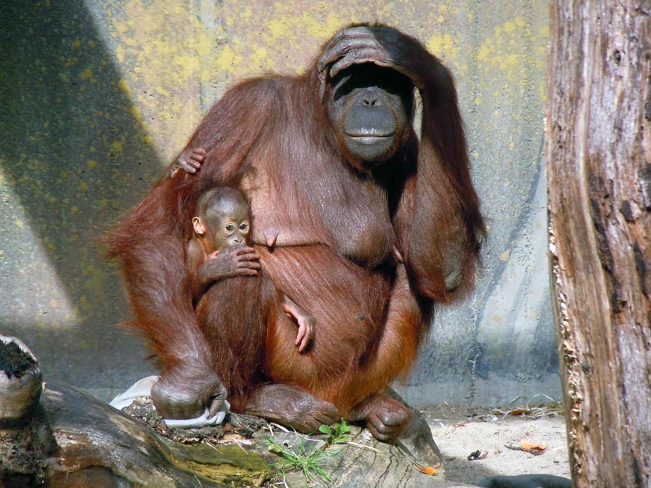 orang utan ape monkey family free photo